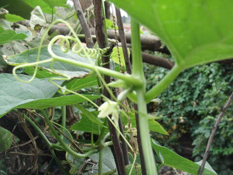 Image of Sechium edule subsp. edule