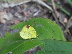 Image of <i>Eurema <i>floricola</i></i> floricola