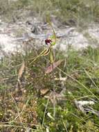 Image of Green comb spider orchid