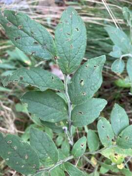 Image de Vaccinium hirsutum Buckl.