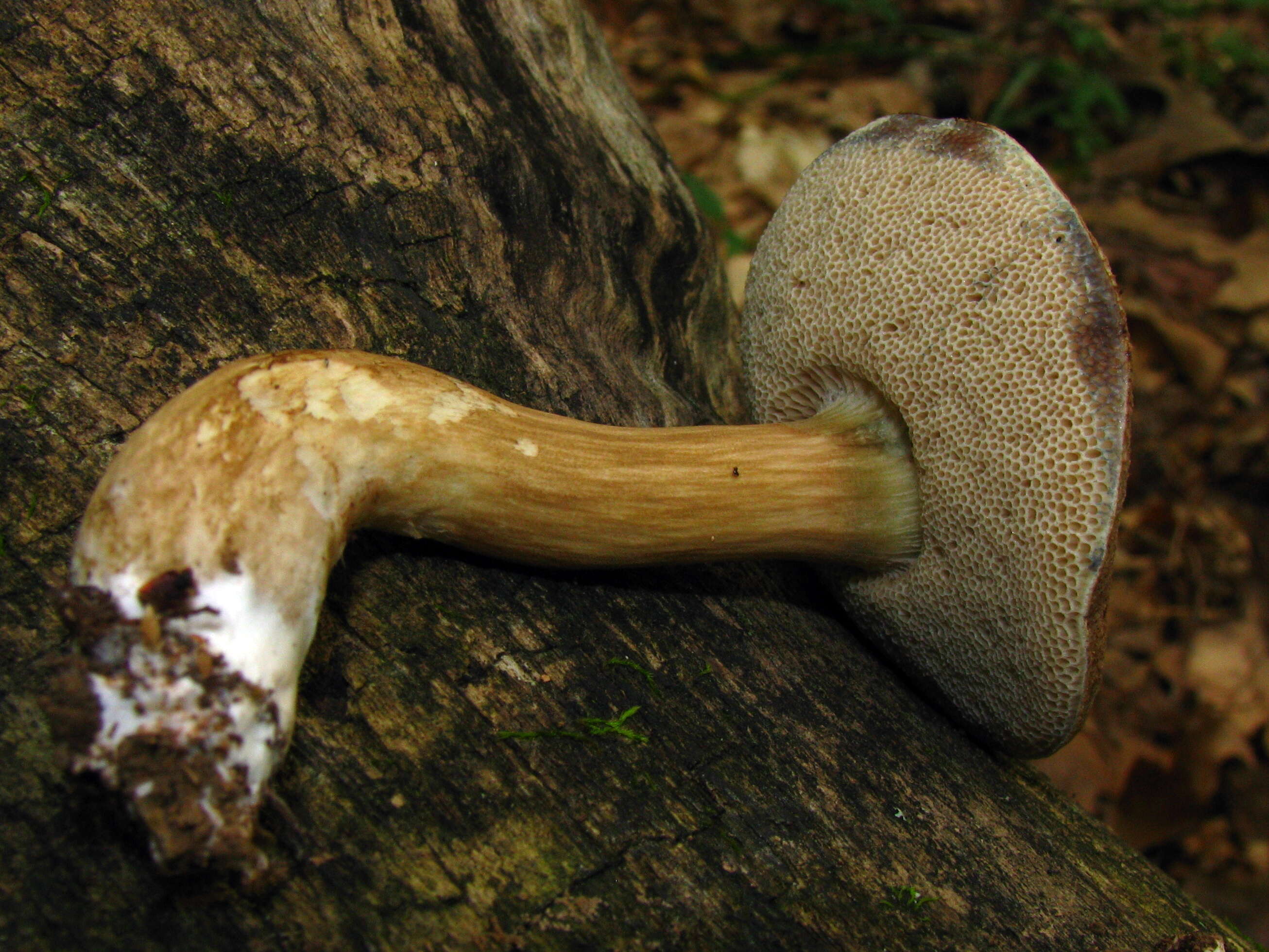 Image of Porphyrellus sordidus (Frost) Snell 1945