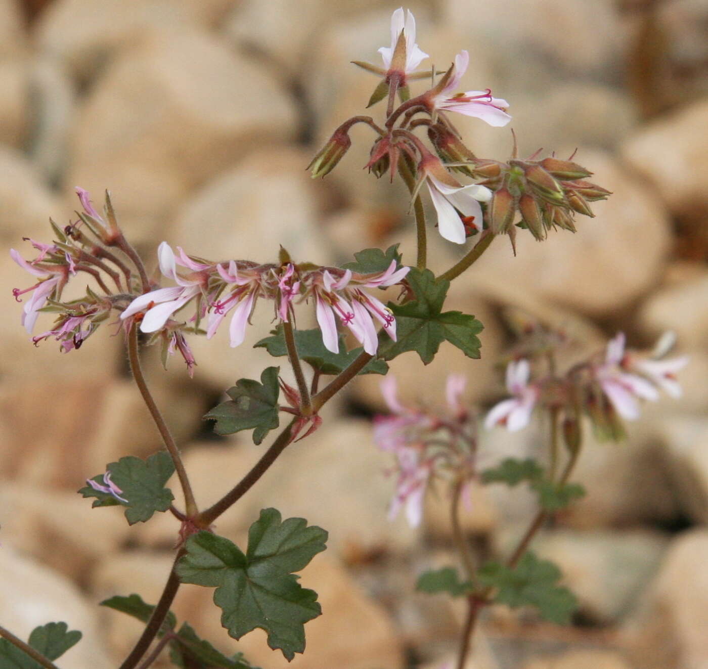 Image of Geranium