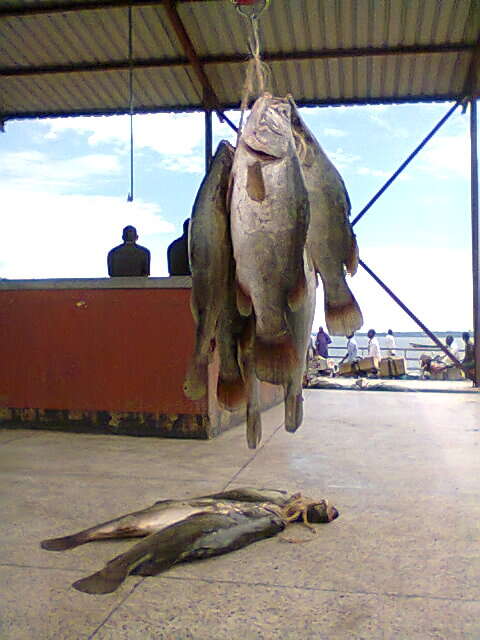 Image of African Snook