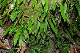 Plancia ëd Loxogramme dictyopteris (Mett.) Copel.