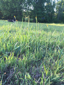 Image of Potato dandelion