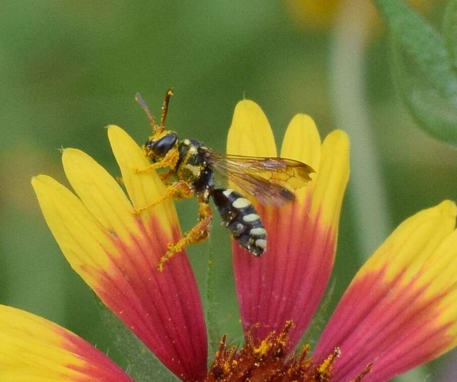 Image of Texas Nomad Bee