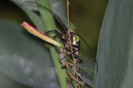 Image of Batocera lineolata Chevrolat 1852