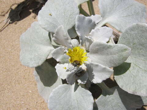 Слика од Arctotheca populifolia (Berg.) T. Norl.