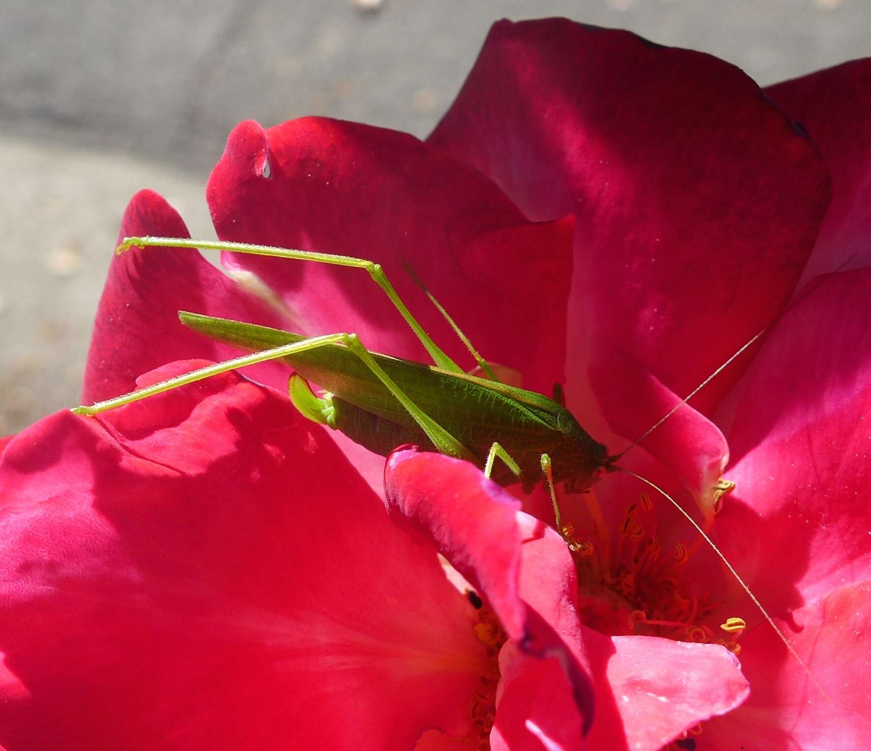 Image of Mediterranean Katydid