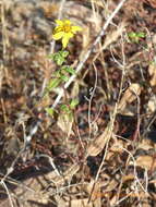 Image of slender sunflower