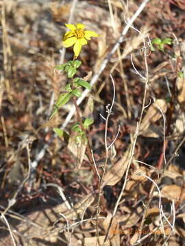 Image of slender sunflower