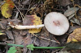 Image of Rosy Wood Mushroom