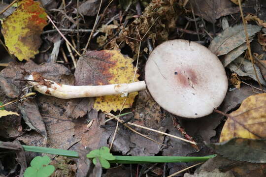 Image of Agaricus semotus Fr. 1863