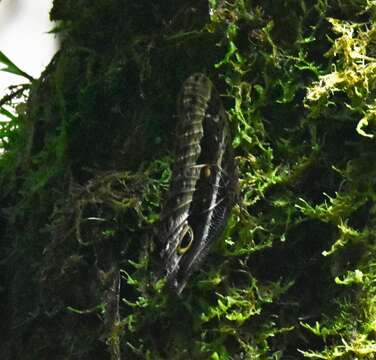 Image of Caligo oberthuerii Deyrolle 1872