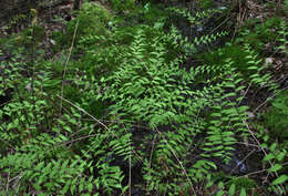 Слика од Osmunda spectabilis Willd.