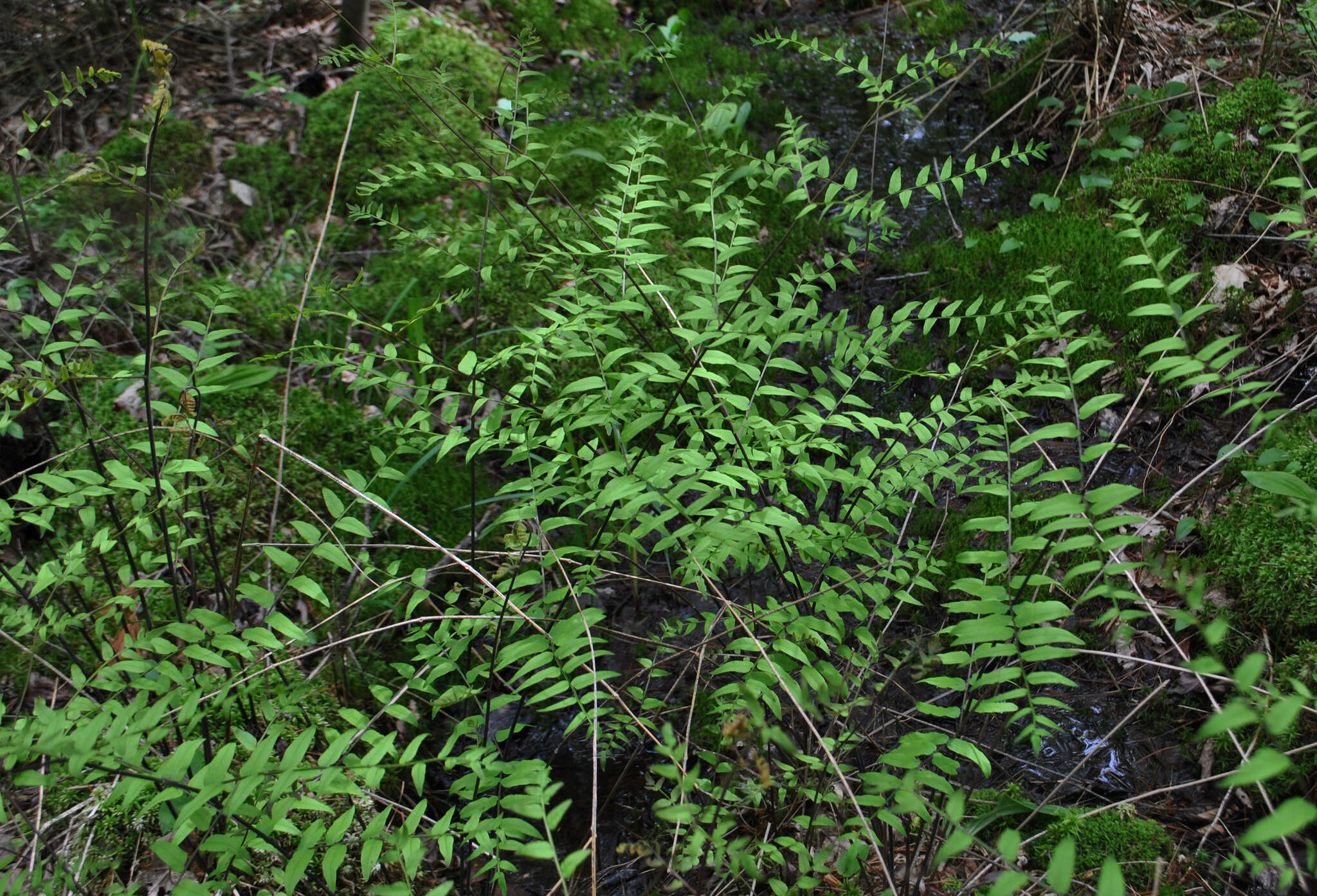 Слика од Osmunda spectabilis Willd.