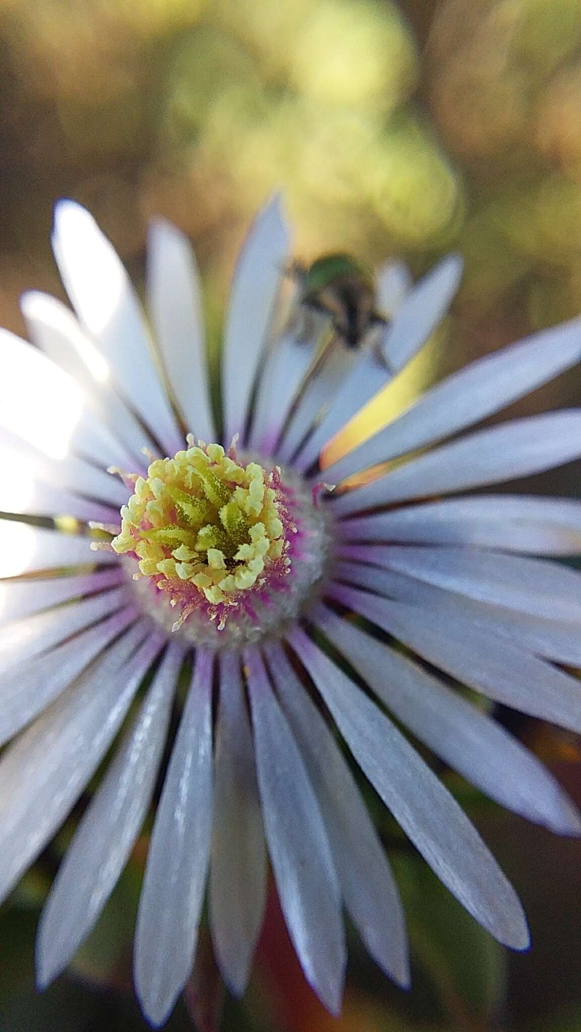 Image of Lampranthus leptaleon (Haw.) N. E. Br.