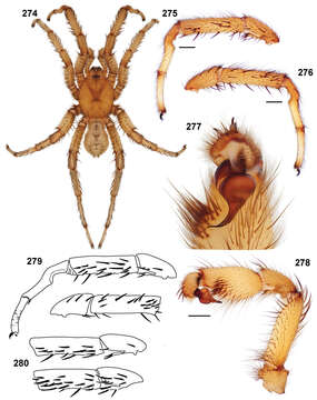 Слика од Aptostichus simus Chamberlin 1917