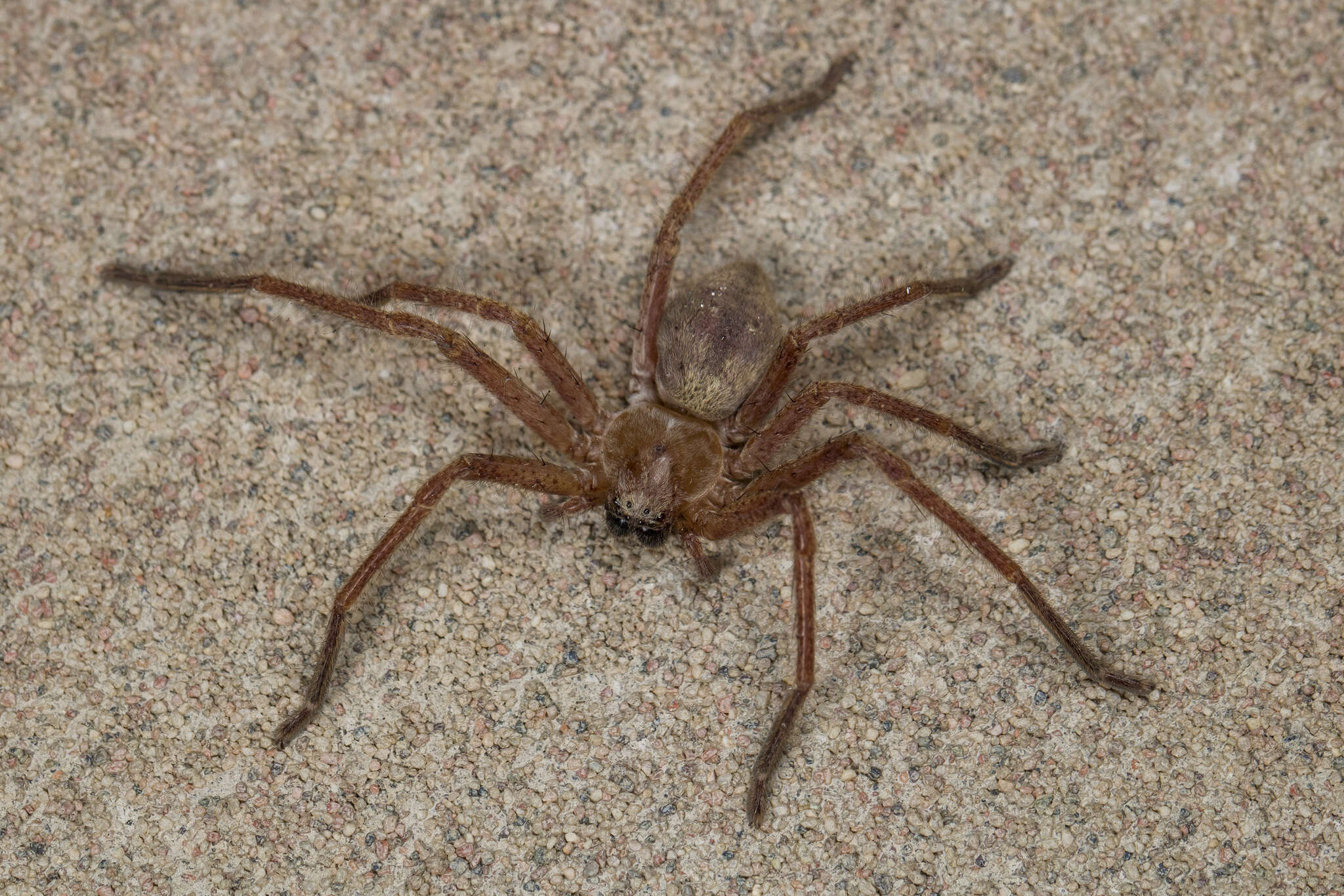 Image of Olios sericeus (Kroneberg 1875)