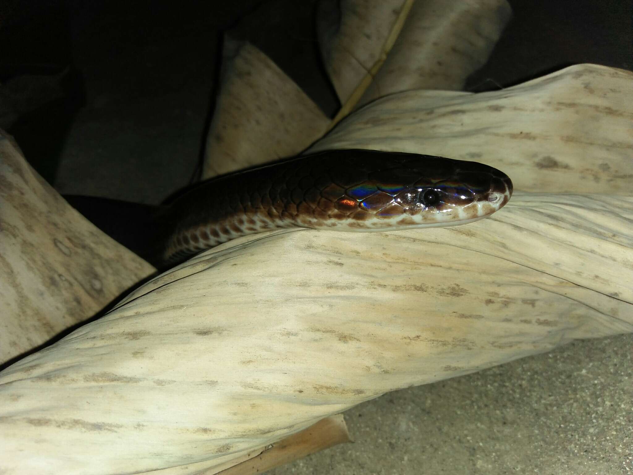Image of sunbeam snakes