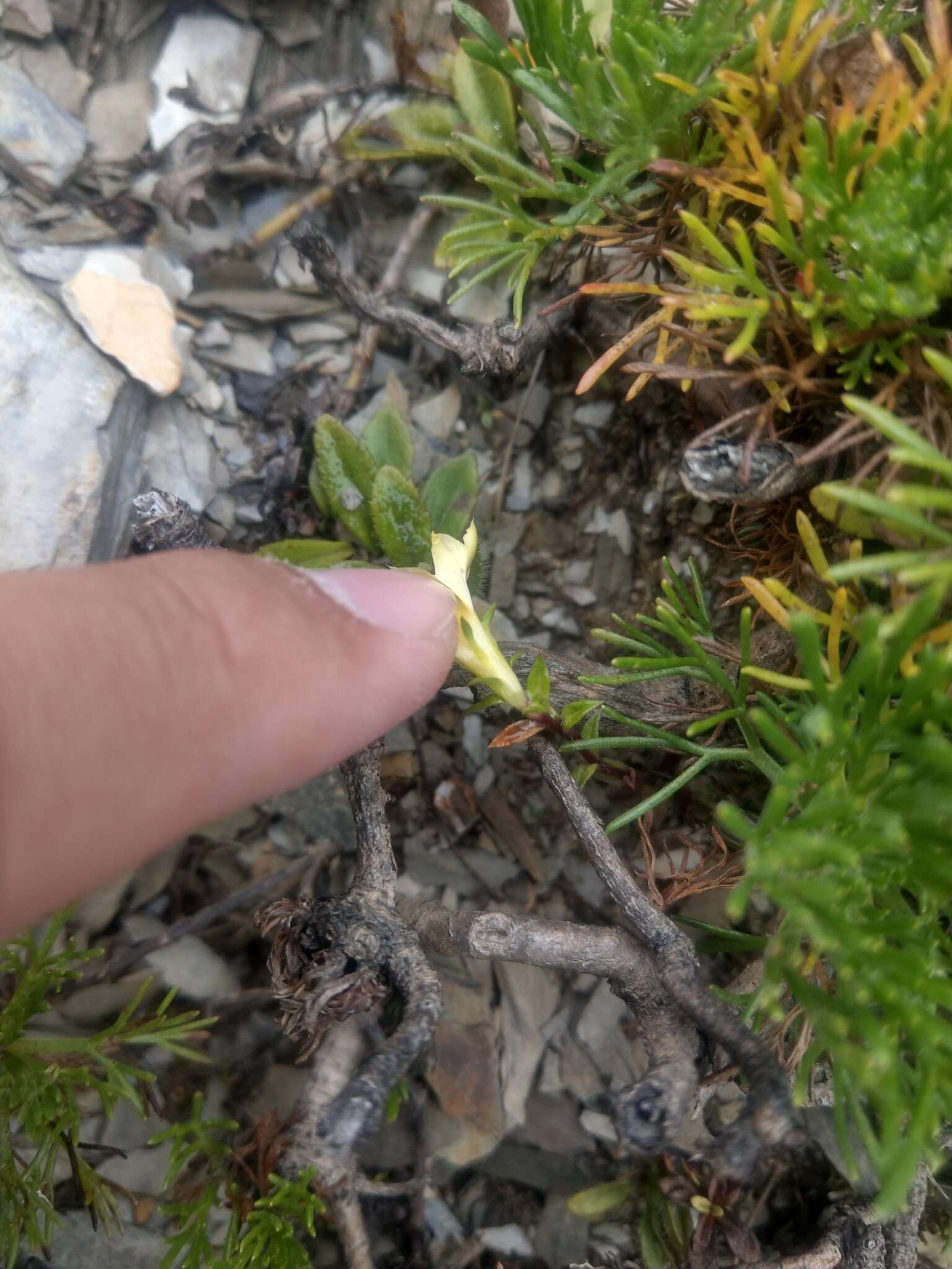 Image of Gentiana scabrida Hayata