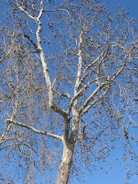 Imagem de Platanus racemosa Nutt. ex Audubon