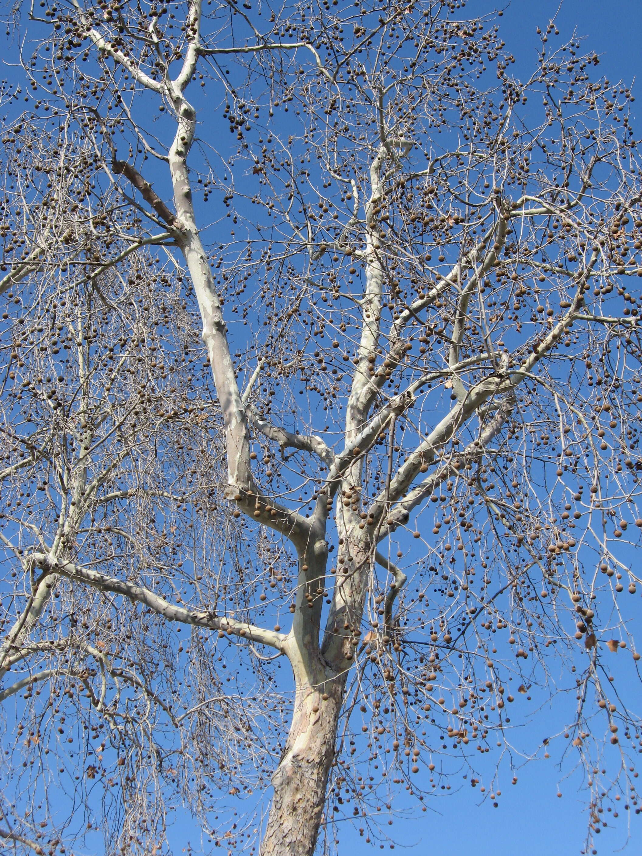 Platanus racemosa Nutt. ex Audubon的圖片