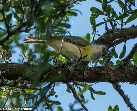 Image of Green-backed Becard