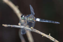 Imagem de Orchithemis pulcherrima Brauer 1878