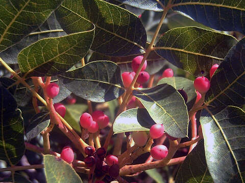 Image of Cyprus turpentine