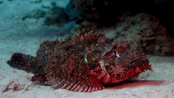 Image of Bearded scorpionfish