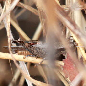 Melanoplus cinereus cyanipes Scudder & S. H. 1897的圖片