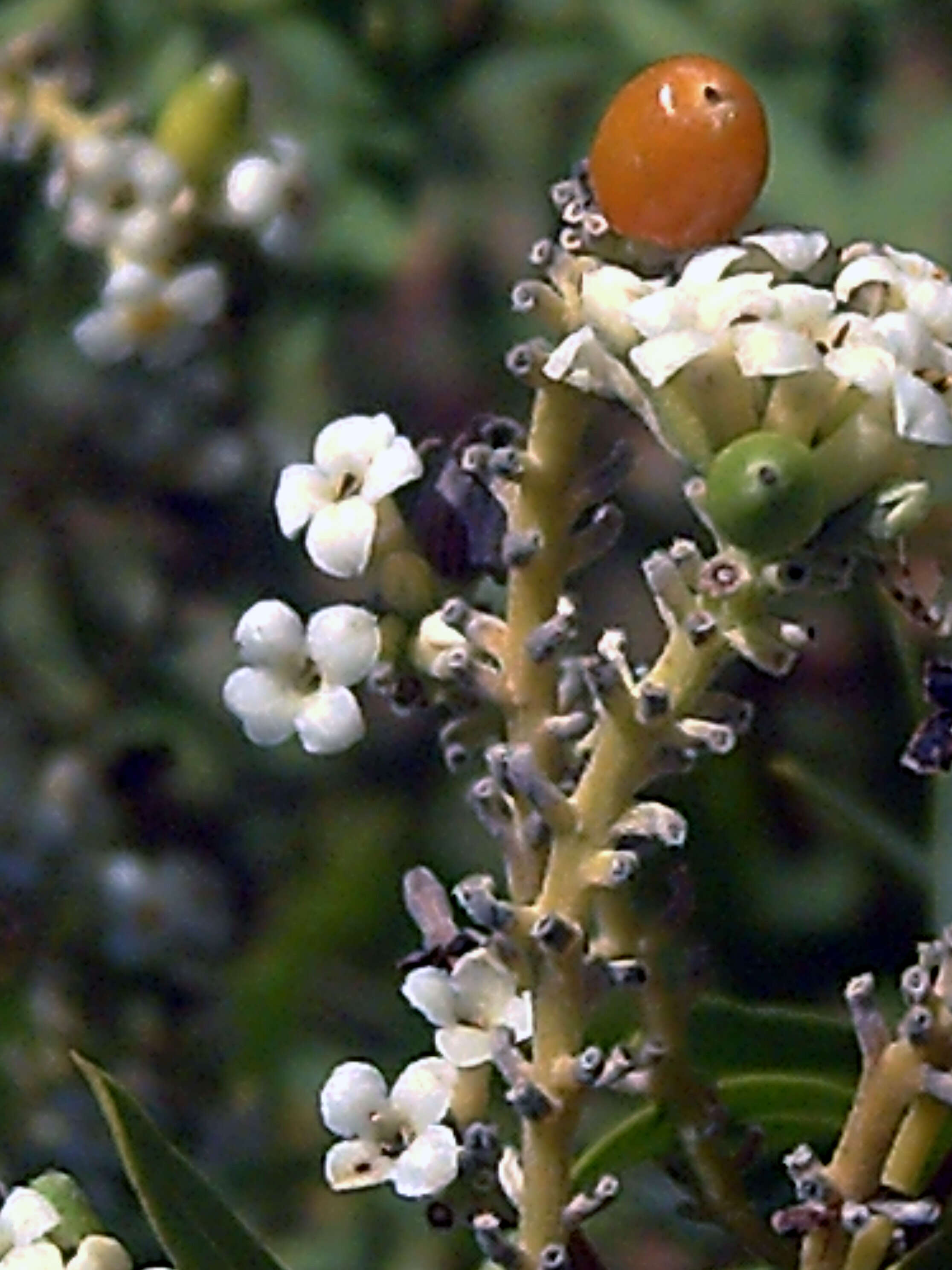 Image of Flax-Leaved Daphne