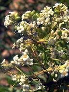 Image of Flax-Leaved Daphne