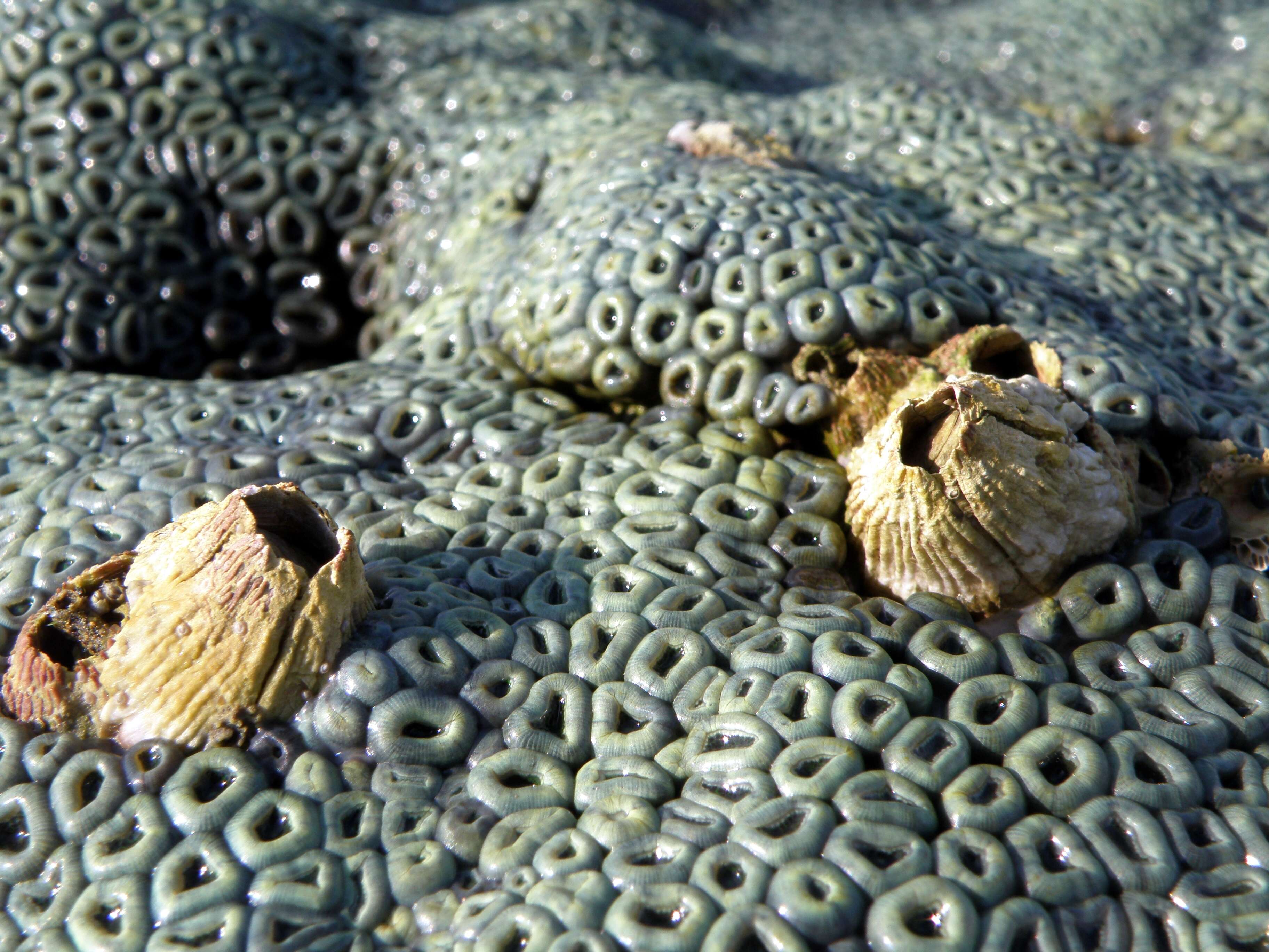 Image of barnacles