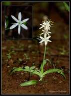 Image of Chlorophytum borivilianum Santapau & R. R. Fern.