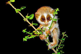 Image of slender loris