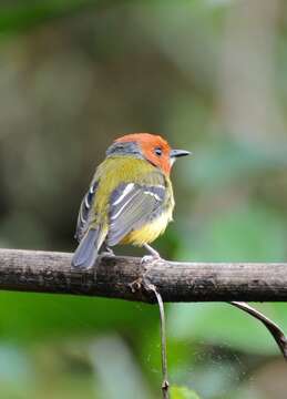 Image of Lulu's Tody-Flycatcher