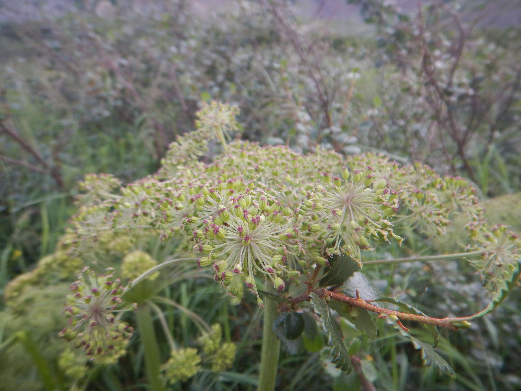 Image of Angelica saxatilis Turcz. ex Ledeb.