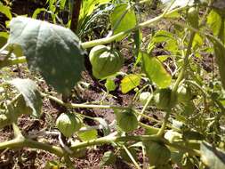 Physalis philadelphica Lam. resmi