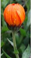 Image of pot marigold