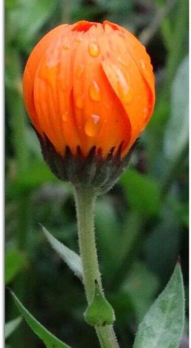 Image of pot marigold