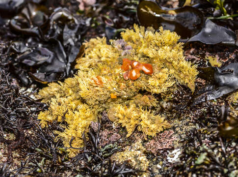 Image of Strawberry anemones