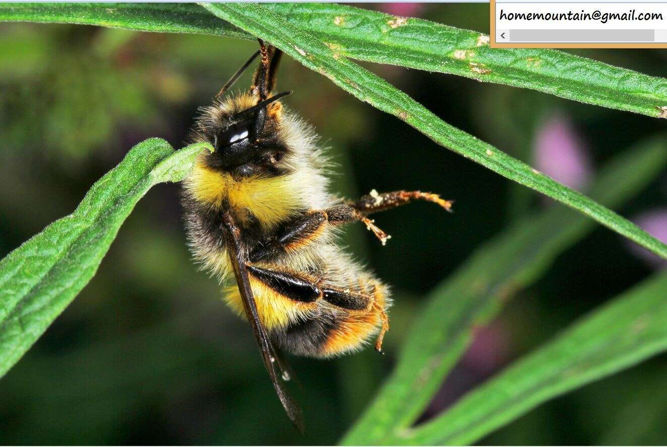 Image of Bombus ganjsuensis Skorikov 1913