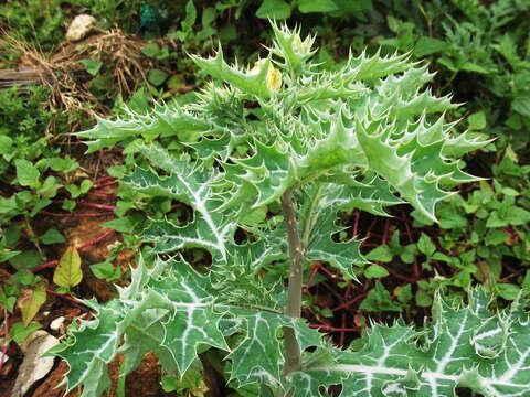 Image of Mexican pricklypoppy