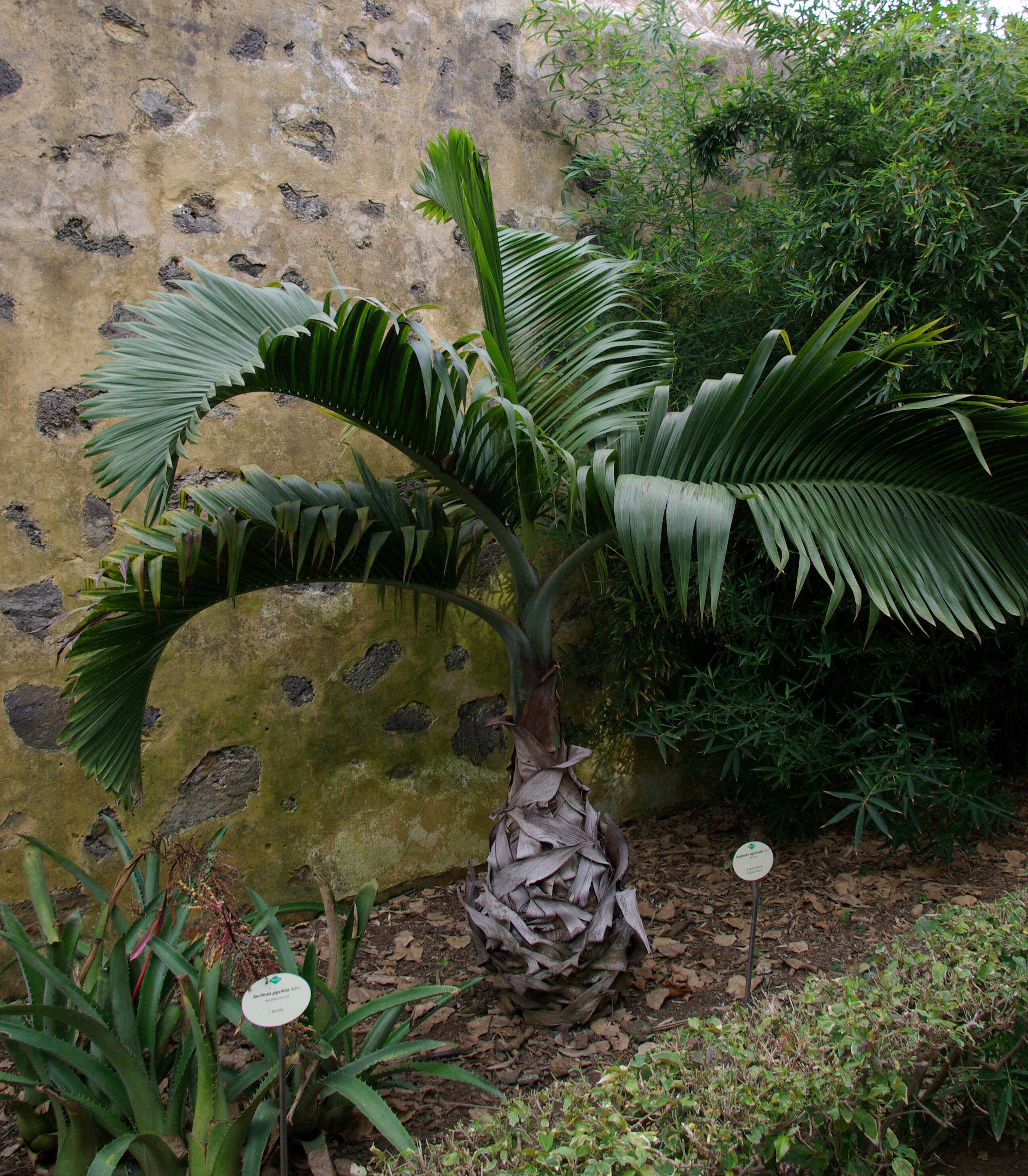 Image of Bottle Palm