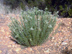 Image of Flax-Leaved Daphne