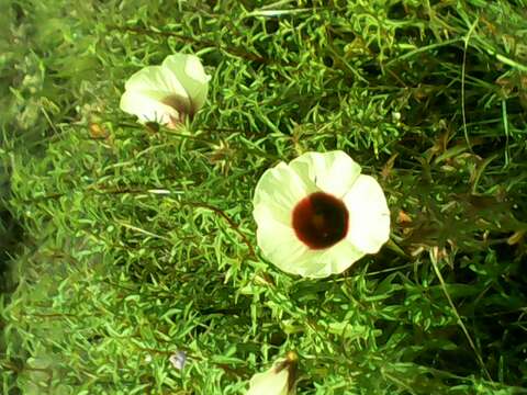 Imagem de Hibiscus cannabinus L.