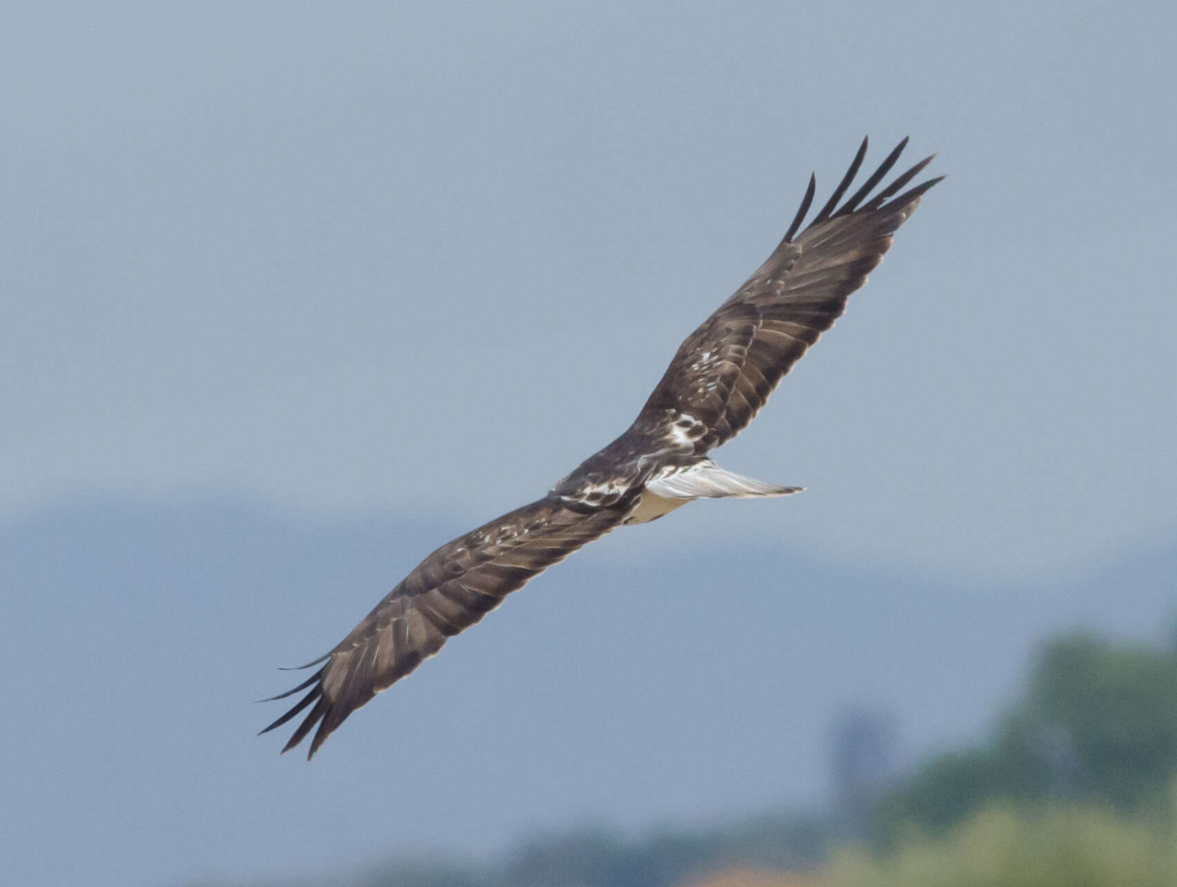 Image of Harlan's Hawk
