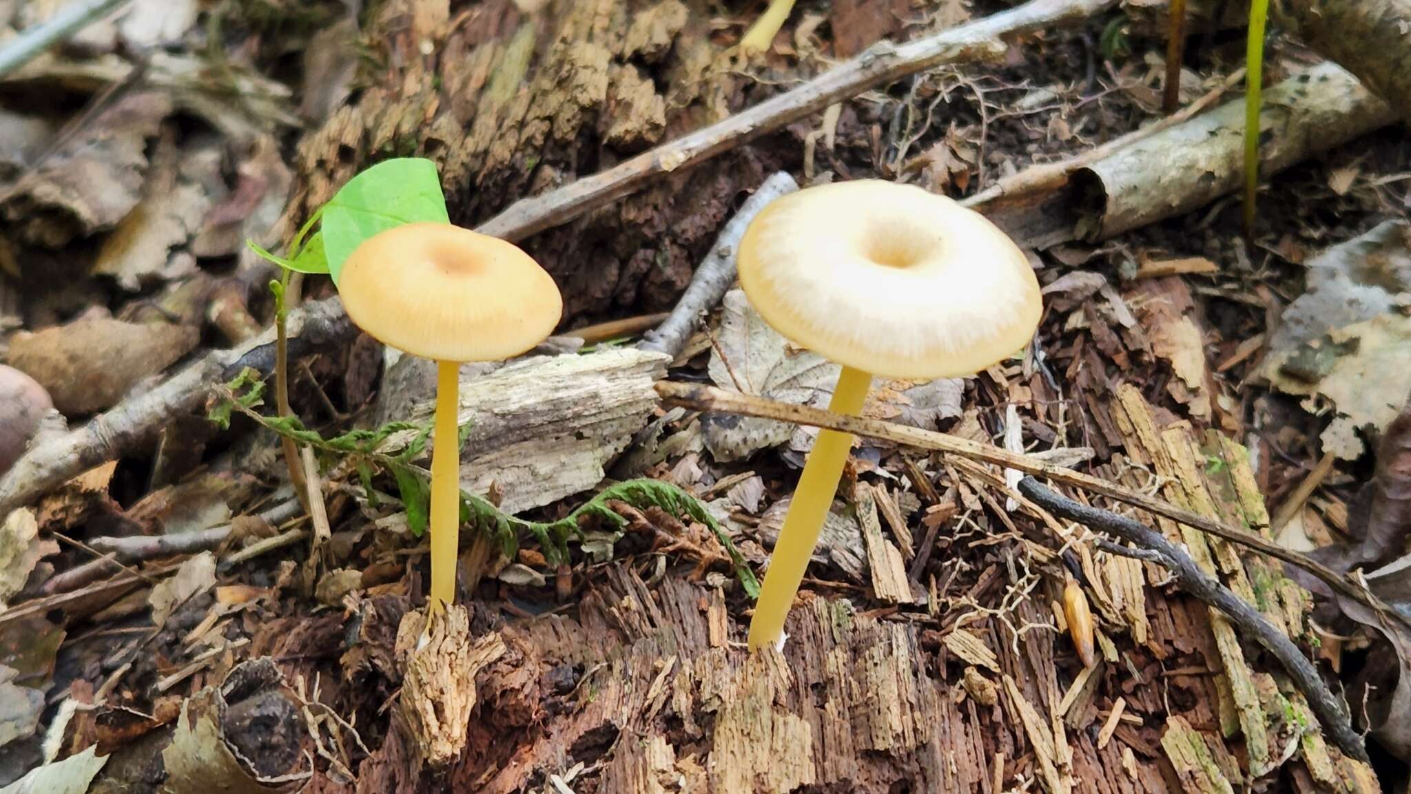 Image of Entoloma unicolor (Peck) Hesler 1967